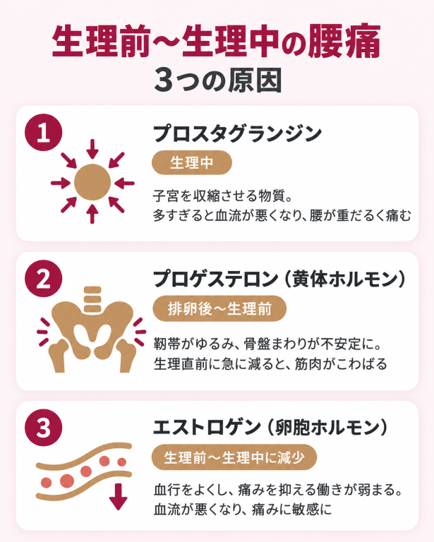 プロスタグランジン、プロゲステロン、エストロゲンが、生理前〜生理中の腰痛に関わる仕組みを示す図